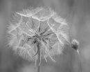 Dandelion_Head.JPG