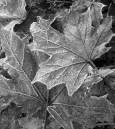 Death_of_Autum.jpg