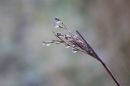 Dewdrops.jpg