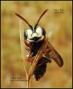 Digger-Wasp-_Sphecidae_-C-gb-24-3-12.jpg