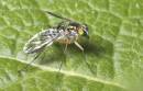 Dolichpodidae_sp_3.jpg