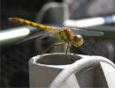 Dragon_Fly.jpg