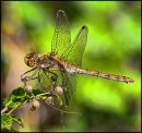 Dragon_Fly_AA_edited-2.jpg
