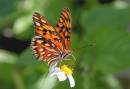 Dragon_and_Butter_Flies_1561.jpg