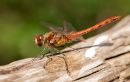 Dragon_fly_on_wood.jpg