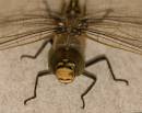 Dragonfly-1.jpg