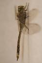 Dragonfly-2.jpg