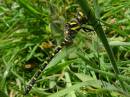 Dragonfly-4.jpg