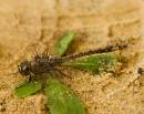 Dragonfly-6.jpg