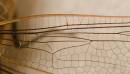 Dragonfly-Wing.jpg