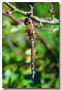Dragonfly10.jpg
