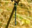 Dragonfly3.jpg