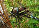 Dragonfly4.jpg