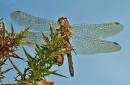 Dragonfly8.jpg