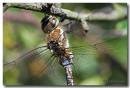 Dragonfly9.jpg