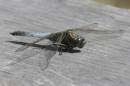 Dragonfly_2_.jpg