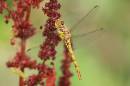 Dragonfly_3169s.jpg