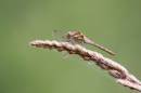 Dragonfly_3173s.jpg