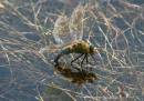 Dragonfly_6890.jpg