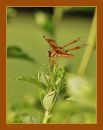Dragonfly_N_D_600_sig_105_HH_RF_071016_0476.jpg