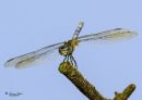 Dragonfly_Nikon_600_D_Sig_105_2_8_macro_ff_dif_20200718-DSC_8555.jpg