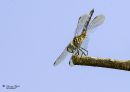 Dragonfly_Nikon_600_Sig_105_2_8_macro_ff_dif_20200718-DSC_8558.jpg