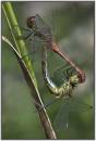 Dragonfly_common_Sympetrum_mating-1.jpg