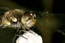 Dragonfly_head.jpg