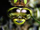 Dragonfly_portrait.jpg