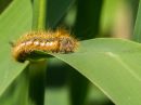 Drinker_Moth_Caterpillar.JPG