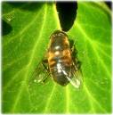 /gallery/data/514/thumbs/Drone_hover-fly_Eristalis_tenax_.JPG
