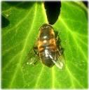 Drone_hover-fly_Eristalis_tenax_.JPG