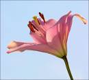 Early_Morning_Lilly.jpg