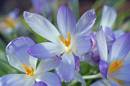 Early_flowers_1a.jpg
