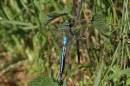 Emperor_Dragonfly_061-copy.jpg