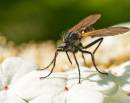 Empididae.jpg