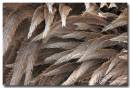 Emu-Feathers-col.jpg
