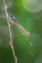 Evening_Damsel-1.JPG