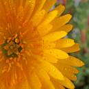 FLOWER4.JPG