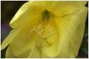 FLOWER_FOR_THE_MOTHS_.jpg