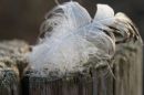 Feather5.jpg