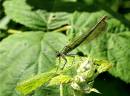 Female-Banded-Damselfly-4-J.jpg