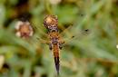 Female_Four_Spot_Chaser_25.jpg