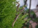 Female_Praying_Mantis_sized.jpg