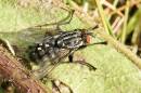 Flesh_Fly.jpg