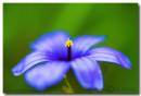 Flower1.jpg