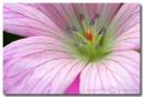 Flower2.jpg
