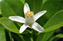 Flower20.jpg