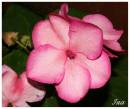 Flower3.jpg
