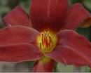 Flower_2_A.jpg